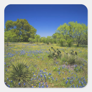 Texas, Texas Hill Country, Low bladderpod, Square Sticker