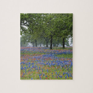 Texas, Texas Hill Country, Texas Paintbrush and Jigsaw Puzzle