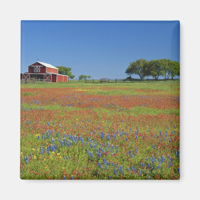 Texas, Texas Hill Country, Texas paintbrush Magnet (Front)