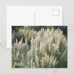 Texas Wild Flowers Postcard