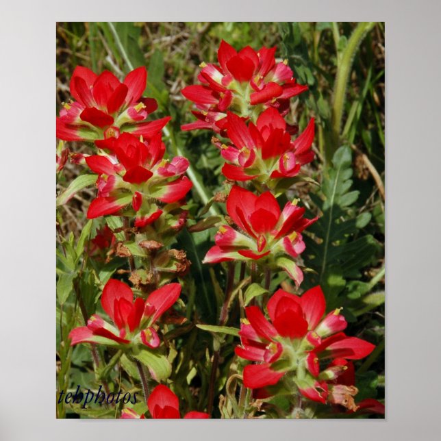 Texas Wildflower Poster (Front)