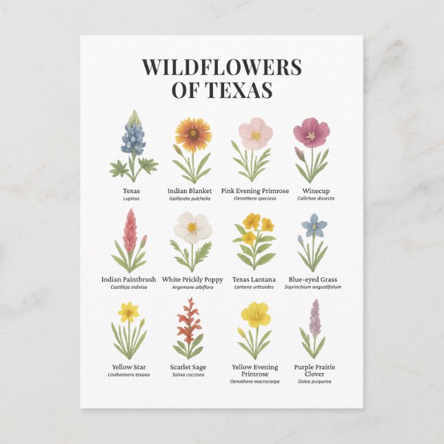 Texas Wildflowers in Watercolor Style Postcard (Front)