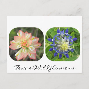 Texas Wildflowers Postcard