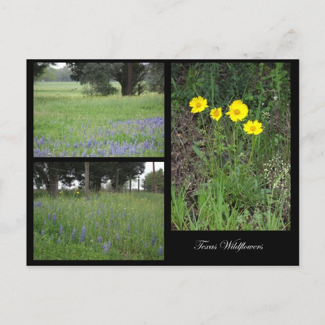Texas Wildflowers Postcard (Front)