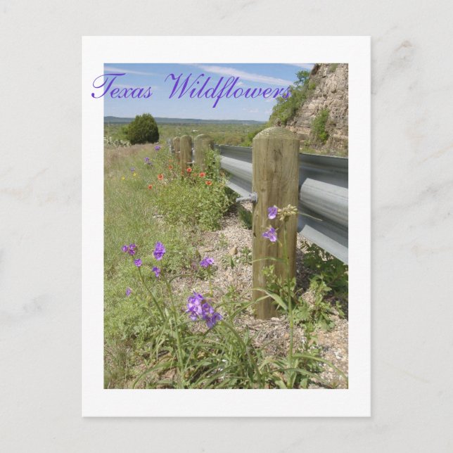 Texas Wildflowers Postcard (Front)