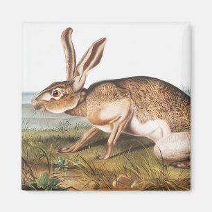 Texian Hare (Lepus Texianus) Rabbit Illustration Magnet