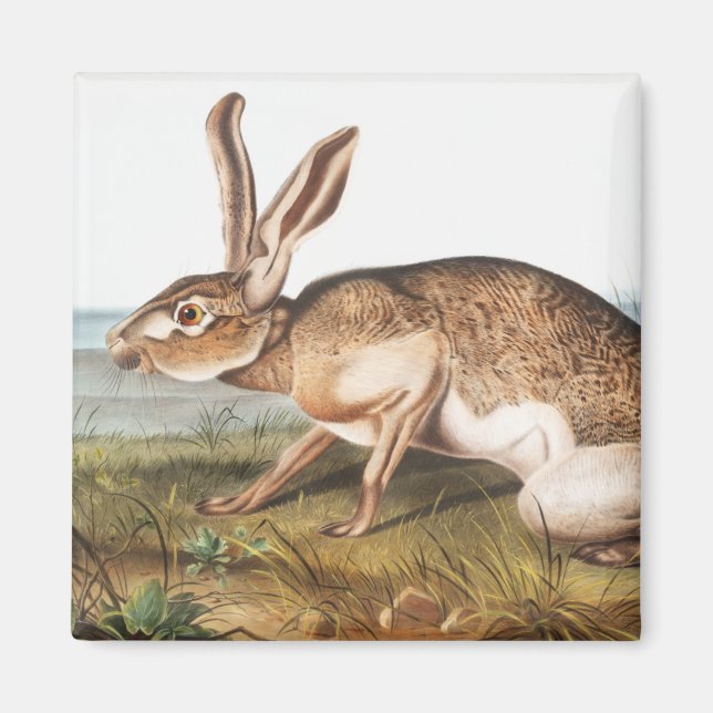 Texian Hare (Lepus Texianus) Rabbit Illustration Magnet (Front)