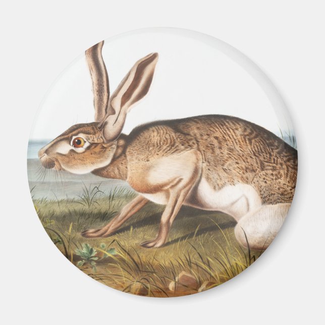 Texian Hare (Lepus Texianus) Rabbit Illustration Magnet (Front)