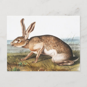 Texian Hare (Lepus Texianus) Rabbit Illustration Postcard