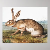 Texian Hare (Lepus Texianus) Rabbit Illustration