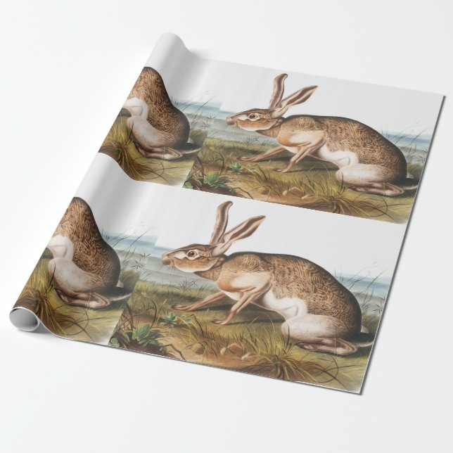 Texian Hare (Lepus Texianus) Rabbit Illustration Wrapping Paper (Unrolled)