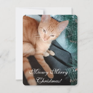 Texte Photo Chat, Faites votre propre, Carte de No