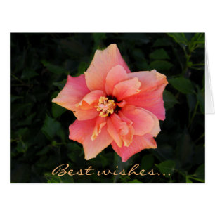 Texte rose doux de coutume de fleur de ketmie