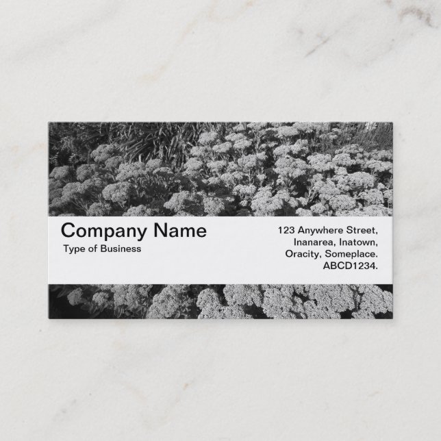 Texture Band V2 - Sedum "Autumn Joy" Business Card (Front)