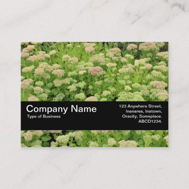 Texture Band V2 - Sedum (Autumn Joy) Business Card (Front)