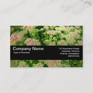 Texture Band V2 - Sedum "Autumn Joy" Business Card