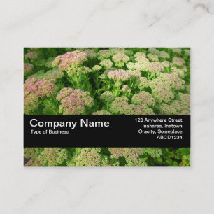 Texture Band V2 - Sedum "Autumn Joy" Business Card
