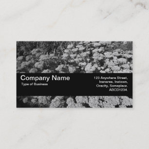 Texture Band V2 - Sedum "Autumn Joy" Business Card