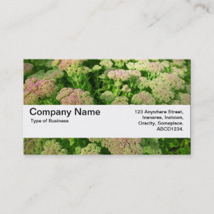 Texture Band V2 - Sedum "Autumn Joy" Business Card