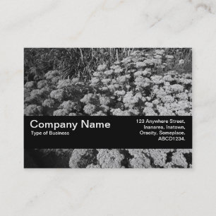 Texture Band V2 - Sedum "Autumn Joy" Business Card