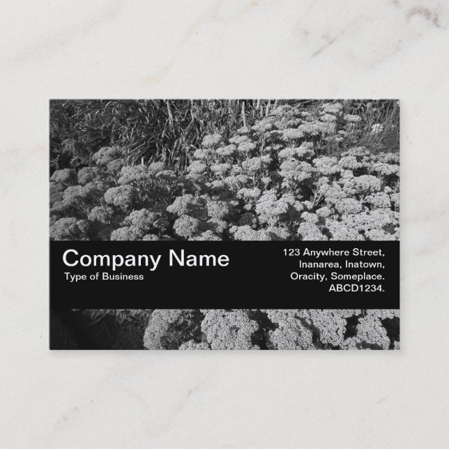 Texture Band V2 - Sedum "Autumn Joy" Business Card (Front)
