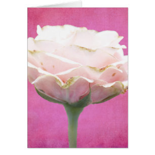 Textured Pink Rose