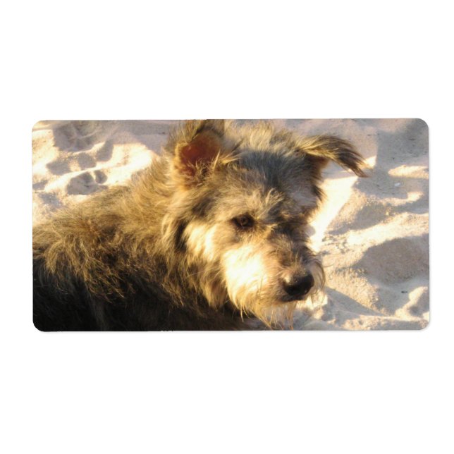 Thai Beach Dog (Front)