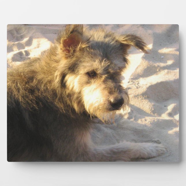 Thai Beach Dog Plaque (Front)