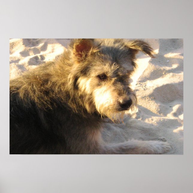 Thai Beach Dog Poster (Front)