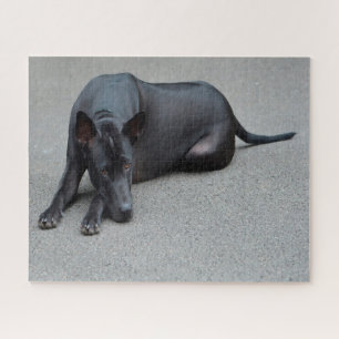 Thai Ridgeback Dogs Jigsaws. Jigsaw Puzzle