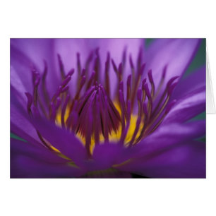 Thailand, Bangkok, Purple and yellow lotus 2