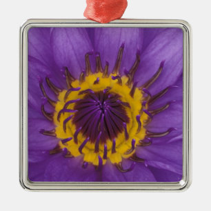 Thailand, Bangkok, Purple and yellow lotus Metal Ornament