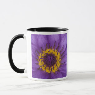 Thailand, Bangkok, Purple and yellow lotus Mug