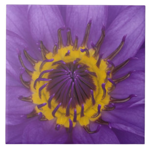 Thailand, Bangkok, Purple and yellow lotus Tile