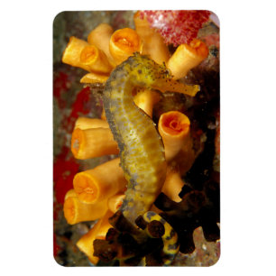 Thailand, Close-Up Seahorse Magnet