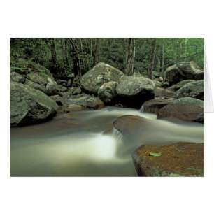Thailand, Kohsamui Island, Rainforest landscape.