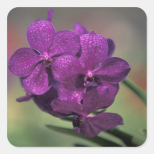 Thailand, Northern Thailand, near Chang Mai, Mae Square Sticker