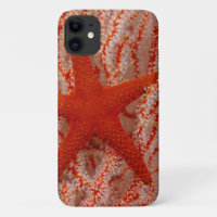 Thailand, Sea Star Aka Starfish