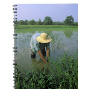 Thailand, Sukhothai. Rice farmer. MR. Notebook