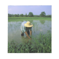 Thailand, Sukhothai. Rice farmer. MR.