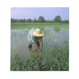 Thailand, Sukhothai. Rice farmer. MR. Notepad