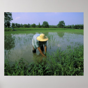Thailand, Sukhothai. Rice farmer. MR. Poster