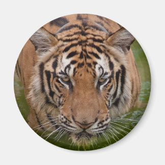 Thailand Tiger Fridge Magnet