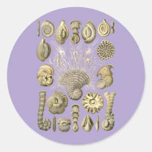 Thalamophora Classic Round Sticker