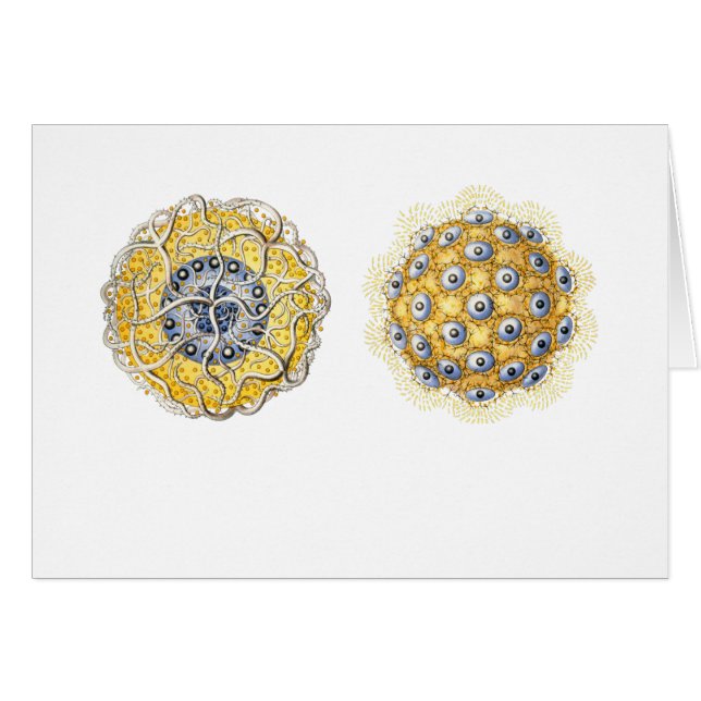 Thalassoxanthium (Front Horizontal)