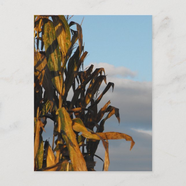 Thank a Soldier, DSCF6979 Postcard (Front)