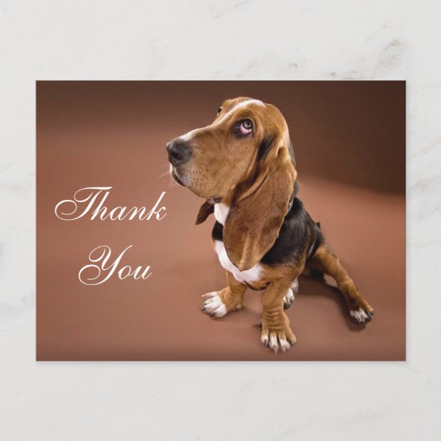 Thank You Basset Hound Greeting Post Card (Front)