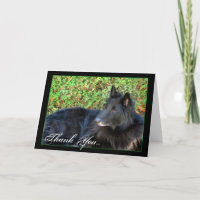 Thank You Belgian Shepherd greeting card