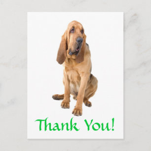 Thank You Bloodhound Dog Greeting Postcard