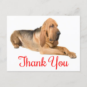 Thank You Bloodhound Puppy Dog Postcard
